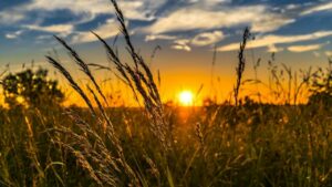 El rendimiento del trigo aumentará en regiones de latitudes altas y disminuirá en las de latitudes bajas, entre otras consecuencias. / Pixabay