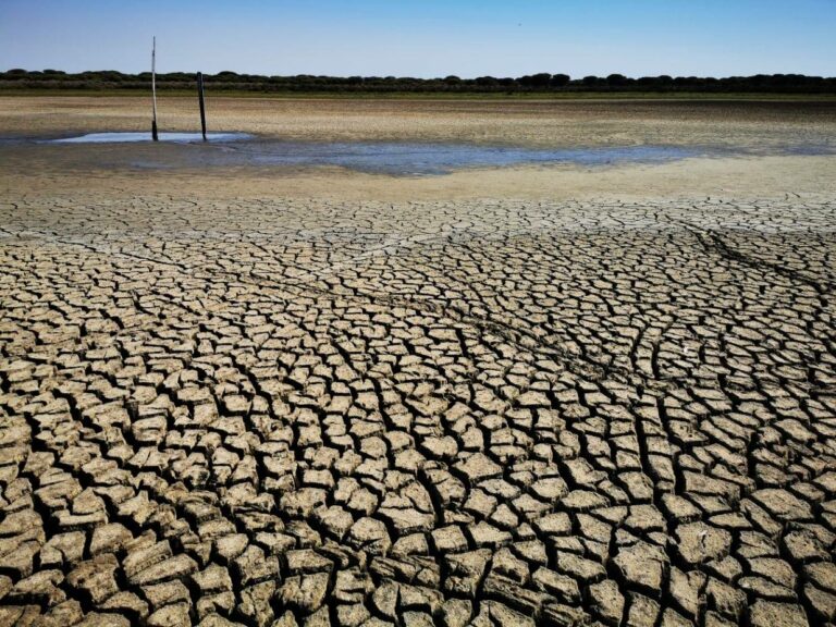 Vista del último charco de agua de la laguna de Santa Olalla el día 31 de agosto. / Estación Biológica de Doñana (EBD/CSIC)