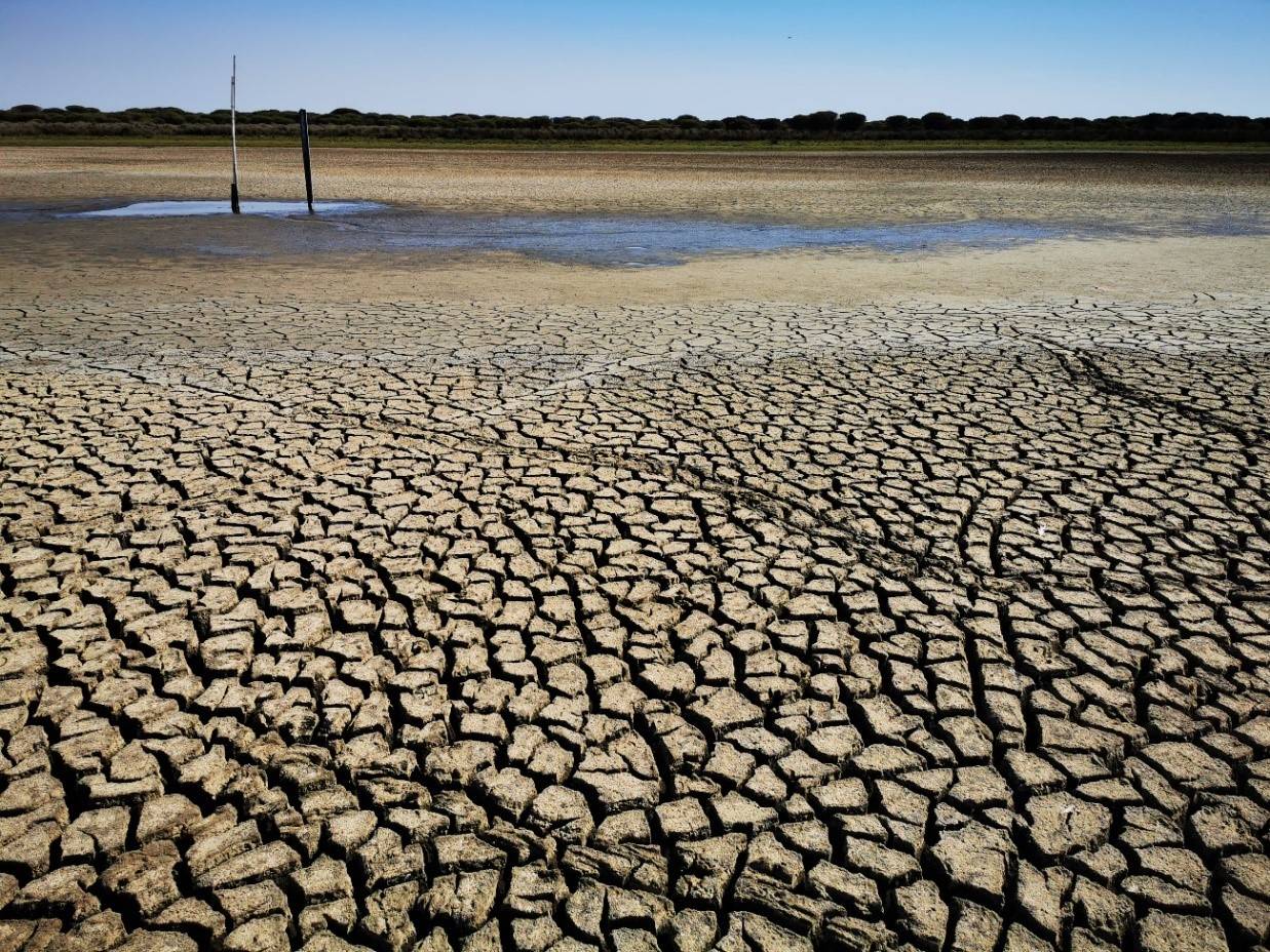 Vista del último charco de agua de la laguna de Santa Olalla el día 31 de agosto. / Estación Biológica de Doñana (EBD/CSIC)