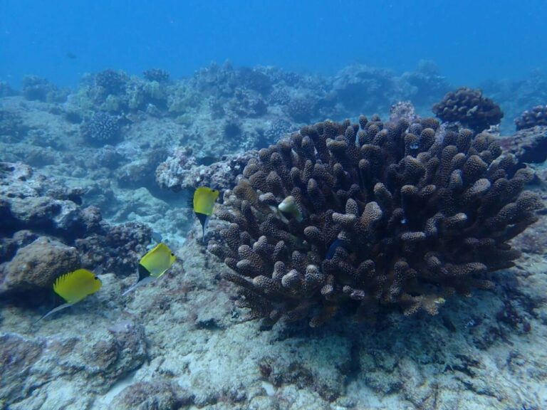 Arrecife de coral. / Renee Setter