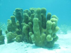 El coral pilar está ahora catalogado como especie 'en peligro crítico' de extinción | Foto: Francoise Cabada-Blanco