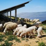 Ovejas en la planta fotovoltaica de Campo Arañuelo III (Cáceres) / Foto: Iberdrola
