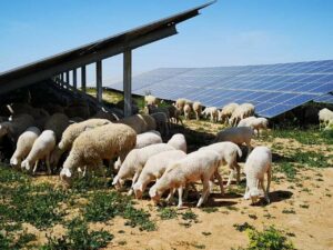 Ovejas en la planta fotovoltaica de Campo Arañuelo III (Cáceres) / Foto: Iberdrola