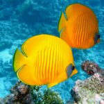 Pez mariposa limón y otras especies exóticas marinas / Foto: Pixabay