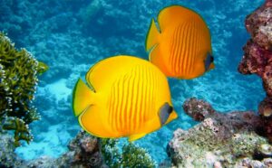Pez mariposa limón y otras especies exóticas marinas / Foto: Pixabay
