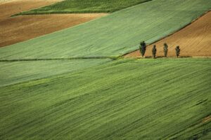 Parcelas de Campo