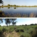 La laguna del Moral, con agua en 2011 (arriba), se encuentra ahora invadida por monte blanco, matorral típico de zonas secas / Foto de EBD-CSIC