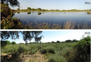 La laguna del Moral, con agua en 2011 (arriba), se encuentra ahora invadida por monte blanco, matorral típico de zonas secas / Foto de EBD-CSIC