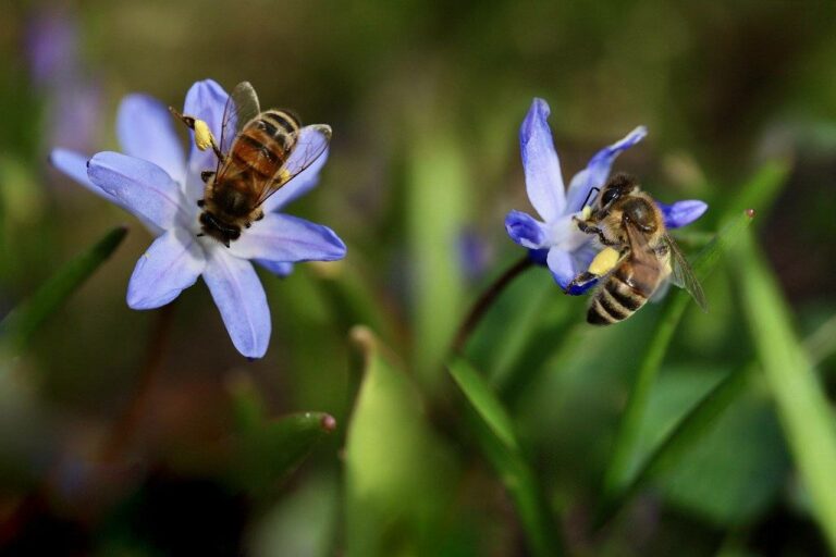 Abejas