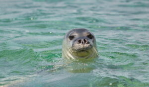 Foca monje