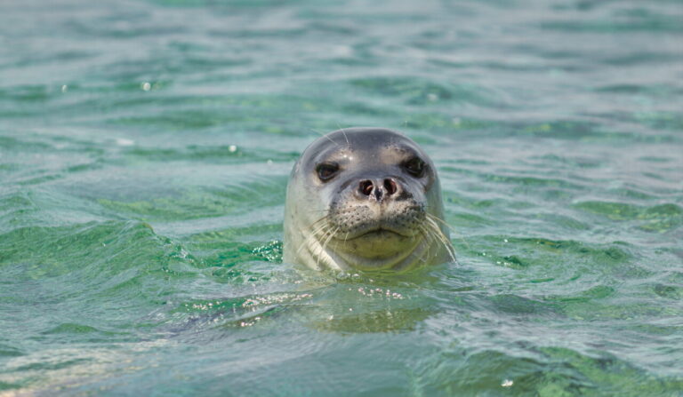 Foca monje