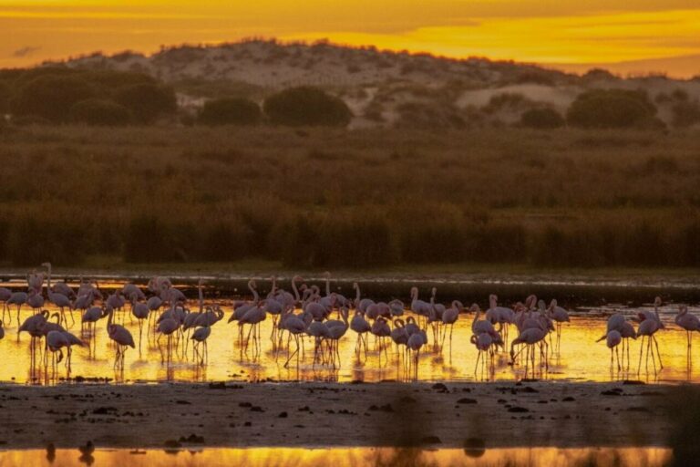 Flamencos al atardecer en la Laguna Dulce (Parque Nacional de Doñana) / Foto: Jorge Monje