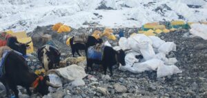 Recogida de basura en el campamento base del monte Everest / Foto: Comité de Control de la Contaminación Sagarmatha