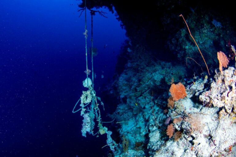 Manojo de cuerda de nailon (un tipo de plástico) que forma parte de una línea de anclaje a 100 m de profundidad en Palaos (Oceanía), que puede causar daños físicos al coral durante muchos años / Foto: Luiz Rocha
