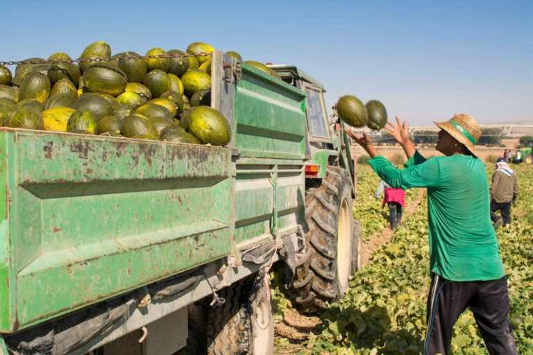 Melones / Foto: UPA