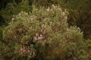 Un claro del bosque en el sur de Francia, en el que florece la Jara blanca (Cistus albidus), un arbusto característico de la cuenca mediterránea. / CC Wikipedia / KoS