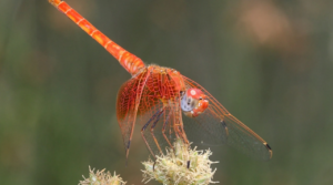 Ejemplar de Trithemis kirbyi fotografiado en Ciudad Universitaria (Madrid). / Jose Ignacio Pascual