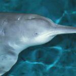 El último baiji, o delfín chino de río, confirmado murió en 2002. / CC Wikipedia / Roland Seitre