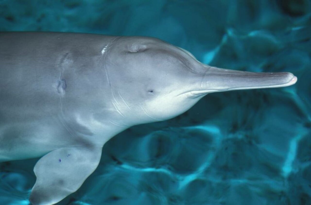 El último baiji, o delfín chino de río, confirmado murió en 2002. / CC Wikipedia / Roland Seitre