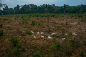 Zonas de pastoreo derivadas de la deforestación ilegal y la ganadería en la selva amazónica. / Adobe Stock