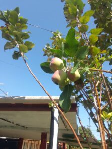 Manzanas Cuba