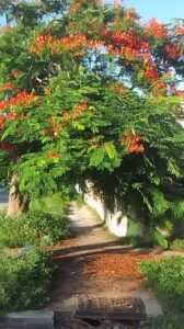 árbol de flanboyán