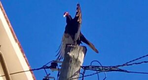 Gallina subida en un poste