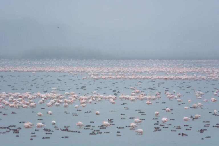 Invernada de aves acuáticas en Doñana. / Miguel de Felipe