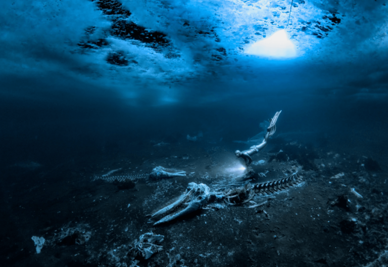 Un cementerio de ballenas en el fondo del océano en Groenlandia. Fotografía ganadora del premio Fotógrafo Submarino del Año 2024. Las ballenas a las que pertenecían estos esqueletos no murieron de muerte natural, sino que fueron sacrificadas por los humanos. / Alex Dawson