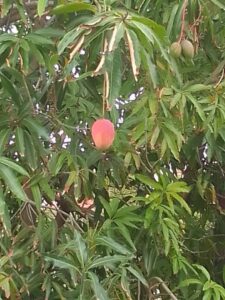 Planta mango Cuba