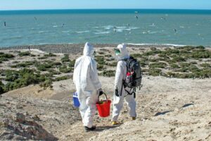 Las científicas argentinas Luciana Gallo y Marcela Uhart registran el impacto del virus de la gripe aviar en la vida salvaje del planeta. En las costas de la Patagonia, el H5N1 provocó cientos de miles de muertes de aves y lobos y elefantes marinos. / Martin Brogger/ UC Davis