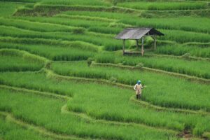 El cambio climatico provocara un incremento del arsenico en el arroz aumentando los riesgos para la salud
