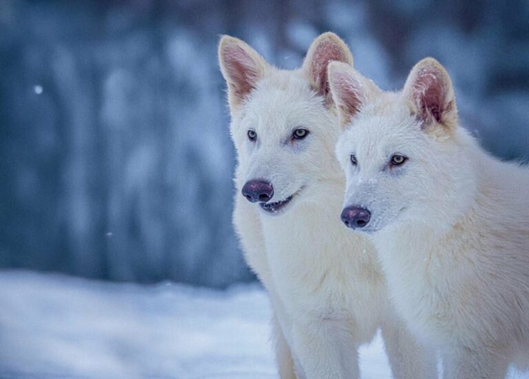 Fotografía cedida por la empresa Colossal Biosciences donde aparecen los dos lobo huargo, Rómulo y Remo a los seis meses de edad (Foto: EFE/Colossal Biosciences)