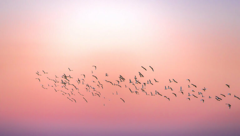 Aves