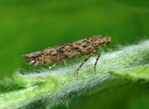 La polilla del tomate (Tuta absoluta) es una especie de origen sudamericano que provoca cuantiosos daños a los cultivos. Es una de las especies invasoras que ocasionan más daños económicos a escala global. / Patrick Clement (Wikimedia Commons)