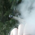 Las plantaciones de ‘sinsemilla’ resultan ser muy eficaces para aumentar la cantidad de THC. / Wikimedia Commons