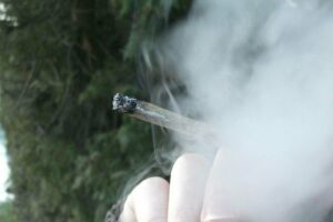 Las plantaciones de ‘sinsemilla’ resultan ser muy eficaces para aumentar la cantidad de THC. / Wikimedia Commons