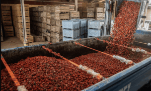 Imagen de la carga de los tomates en Buñol para la Tomatina (Foto: Jorge Gil - EuropaPress)
