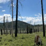 La gestion privada de los bosques puede aumentar el riesgo de megaincendios