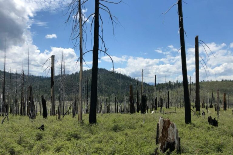 La gestion privada de los bosques puede aumentar el riesgo de megaincendios