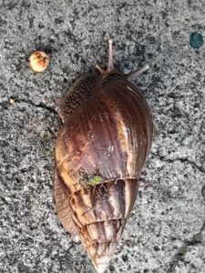 Caracol africano