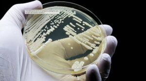 'Candida auris'. / CDC