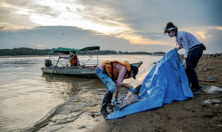 Botes en el Lago Tefé (Brasil) recogiendo delfines muertos. / © Miguel Monteiro