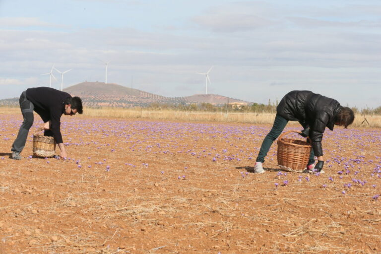 Personas recolectando flores de azafr&aacute;n en un campo de Madridejos